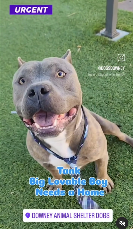 mapleveewesem's tweet photo. 🆘💔🆘Village, please send some good vibes TANK's way. He's one of 6 adoptable dogs at Downey #California ACC that we are very worried about this morning. Please visit the shelter this afternoon. Pups need to be adopted today to help others survive the weekend🙏 info⬇️ #A569235 https://t.co/S8gAhSxsdG
