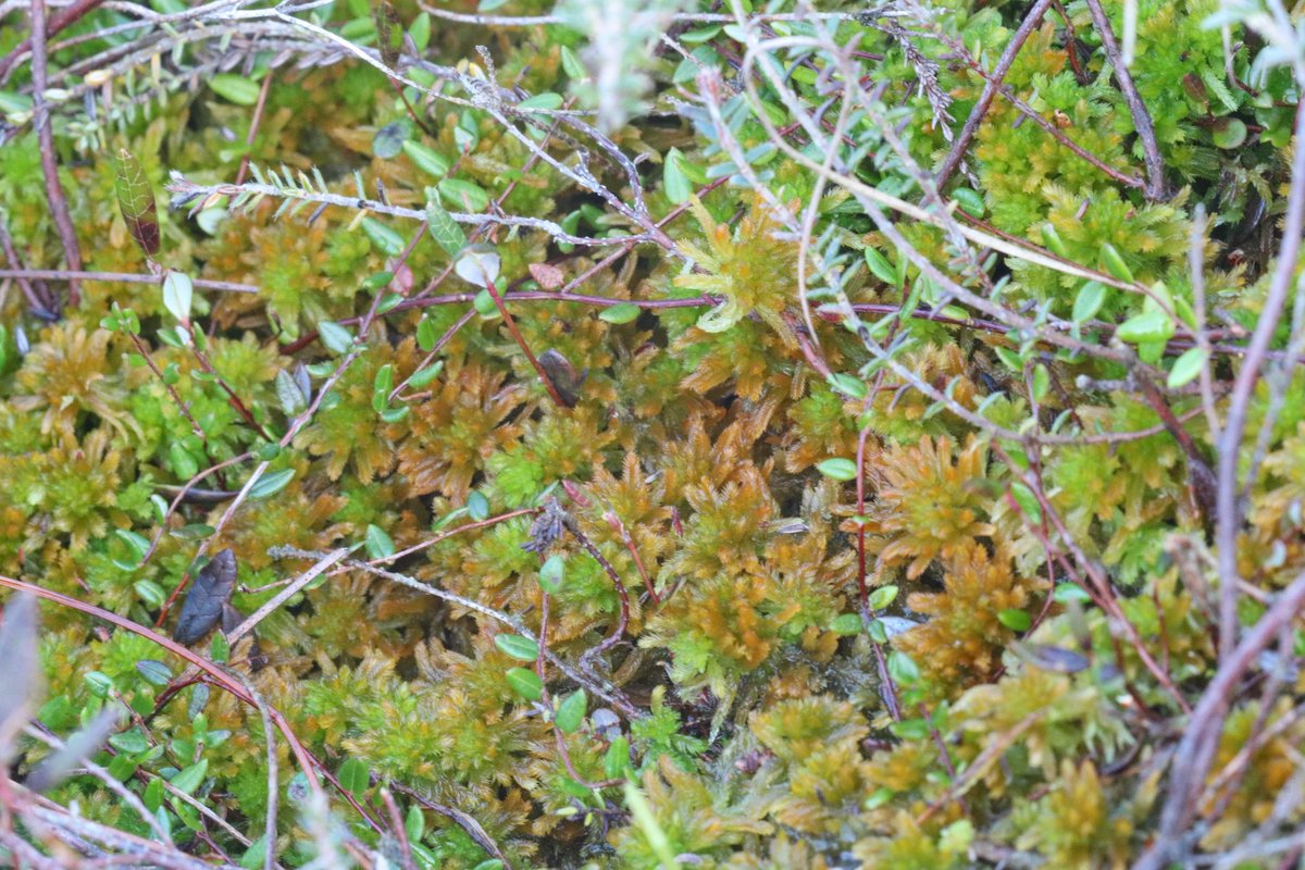 OVER THE MOON! 😍

Golden bog-moss (Sphagnum pulchrum), a nationally v rare beastie, was presumed extinct on Britain’s 3rd largest raised bog…

That is, until today, where I stumbled upon this teeny area where it’s clinging on for dear life! Isn’t it a beaut? 😍🌱
