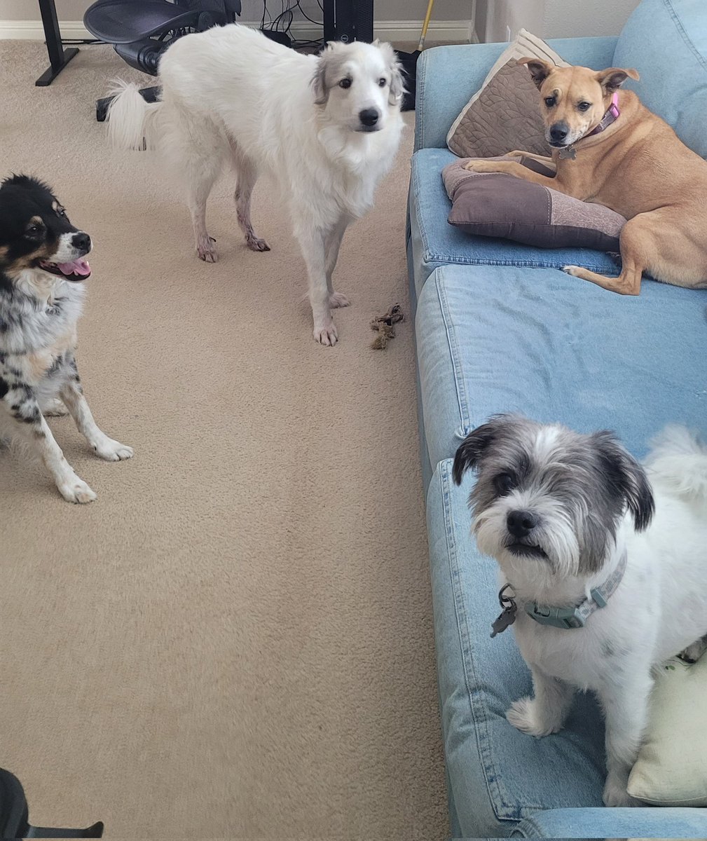 Let's the chaos begin!