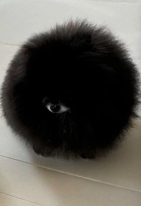 fairchildart_'s tweet photo. #eyedog #dogeye original photo credit: @victorhvgo https://t.co/llv4H7LBCE