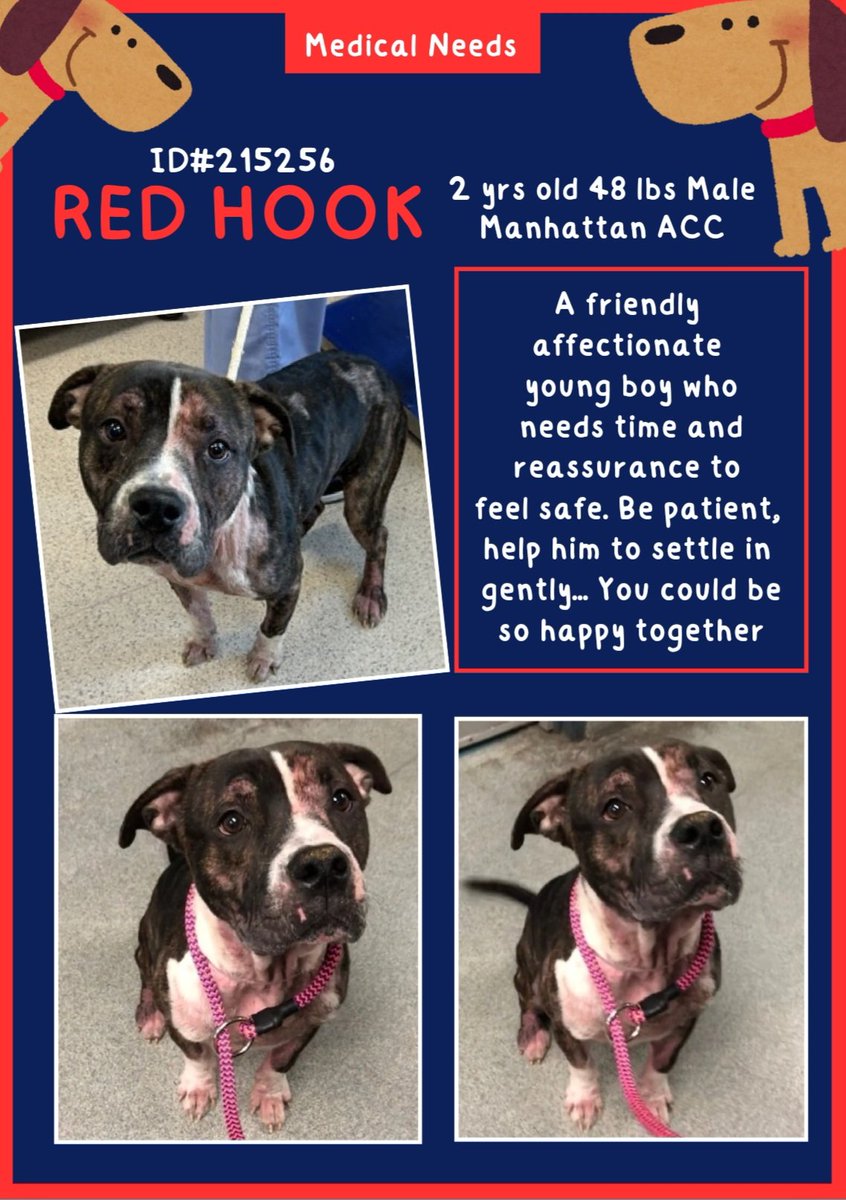 EASpenser's tweet image. ❤️‍🩹RED HOOK, age 2❤️‍🩹#PleaseLoveMe
No history:❓considering he's a mess
(Maybe he feels safer now?)
Yes pls to #SlowIntros
#Darling #friendly, #affectionate, he❤️affection from staff/vols
Needs: #safety; #patient, #reassuring time to adjust; #GoodBoyTraining
#Adopt #Foster #Pledge