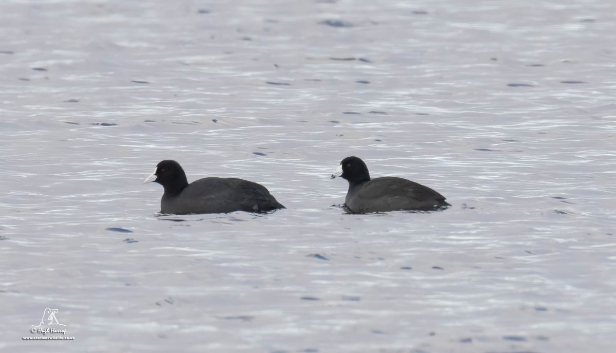 'Field Guide' views of Britain's tenth-ever American Coot in the sunshine at Loch of Spiggie, Shetland today.