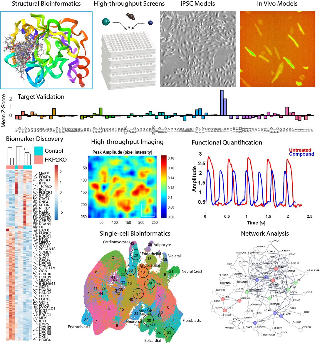 We were awarded an institutional AHA award to train the next generation of undergraduates in Cardiovascular Drug Discovery. Undergrads, reach out to one of our mentors (<a href="/sadayappanlab/">Sakthivel Sadayappan, PhD, MBA</a> <a href="/heartresearchUS/">Jared Churko</a> <a href="/S_HamiltonLab/">Shanna Hamilton</a> <a href="/sp_harris1/">Samantha Harris</a> Colson lab Granzier lab) to apply. <a href="/JonPHeart/">Jon Pagtakhan</a>