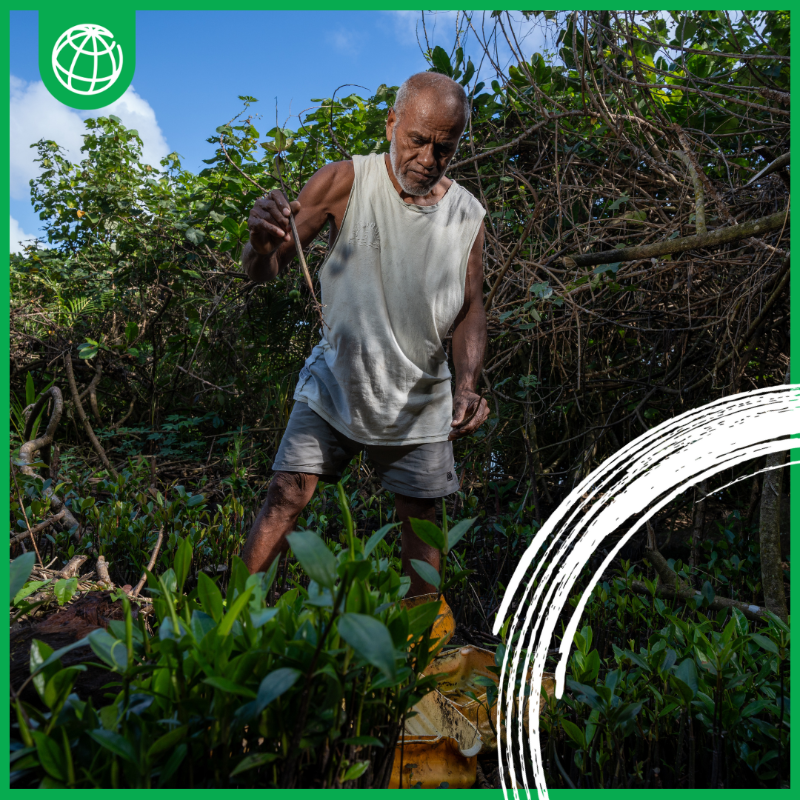 IFC_org's tweet photo. In Vatani village, #Fiji, climate resilience is taking root as villagers use mangrove nurseries to protect marine ecosystems and strengthen coastal defenses. Read more: https://t.co/x6eJRwMLiM #AcceleratingTheTransition