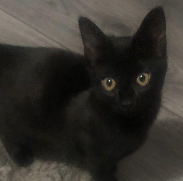 CPChiltern's tweet image. #Foundcat , kitten about 12 weeks old, wandering in a Southcourt street #Aylesbury HP21 (between Carrington Rd &amp;amp; Eaton Rd).  Not known nearby. Being cared for in a safe place.
🙏 PM / email welfare@chiltern.cats.org.uk if you’ve lost a kitten.  Thank you. #CatsOfTwitter #CatsOfX