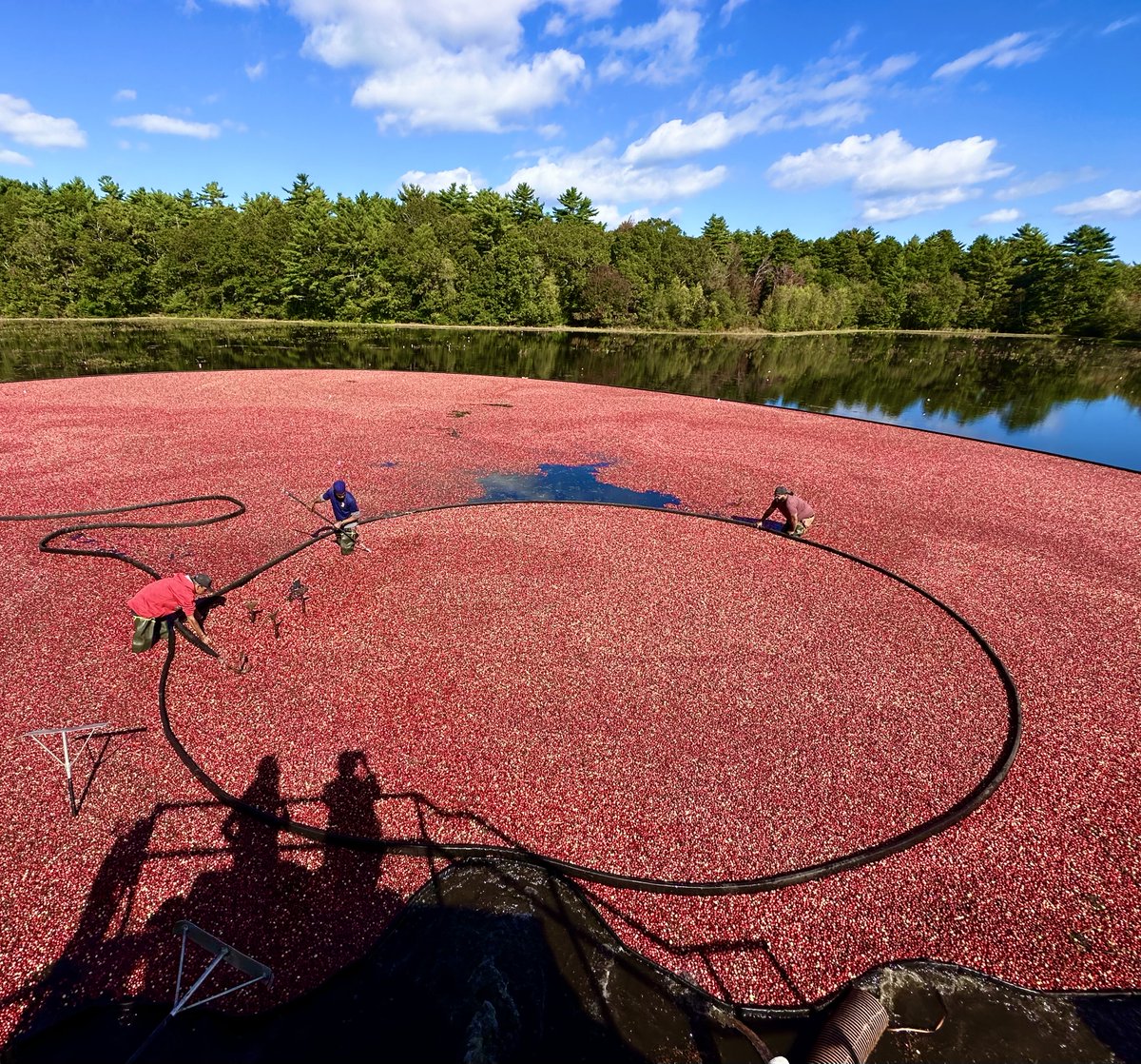 We wish you a wonderful Thanksgiving! We're thankful to have such amazing customers—and an incredible team (the growers, the bog crew, everyone in the packaging / processing plant, and those in our office) who makes it all happen! Thank you, all!❤️