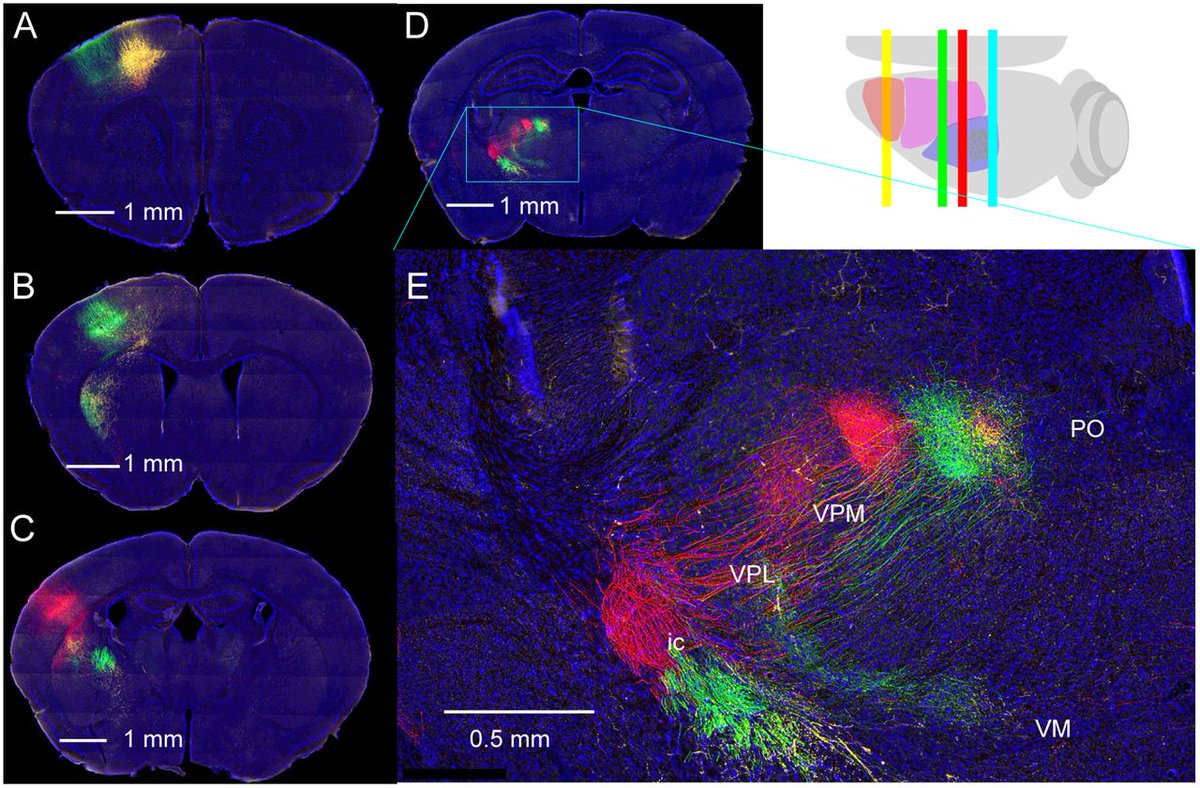 SfN Journals (@sfnjournals) on Twitter photo #JNeurosci: <a href="/andrewpapale1/">Andrew Papale</a>, <a href="/hooks_mac/">Captain Hooks Lab</a>, et al. mapped out connections between neurons in mice that form the cellular basis of coordinated movement planning across the two hemispheres of the frontal cortex. <a href="/PittMed/">PittMed</a>
jneurosci.org/lookup/DOI/10.… #JNeurosci: <a href="/andrewpapale1/">Andrew Papale</a>, <a href="/hooks_mac/">Captain Hooks Lab</a>, et al. mapped out connections between neurons in mice that form the cellular basis of coordinated movement planning across the two hemispheres of the frontal cortex. <a href="/PittMed/">PittMed</a>
jneurosci.org/lookup/DOI/10.…