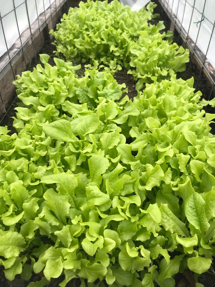 ❄Winter is coming... and this week, we had the pleasure of harvesting beautiful lettuce from our Buchanan Teaching Gardens.

We hope all gardeners had a similarly rewarding final harvest of the season!