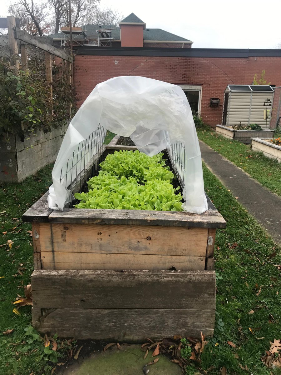 LFGLearning's tweet photo. ❄Winter is coming... and this week, we had the pleasure of harvesting beautiful lettuce from our Buchanan Teaching Gardens.

We hope all gardeners had a similarly rewarding final harvest of the season! https://t.co/WcmvF8J30y
