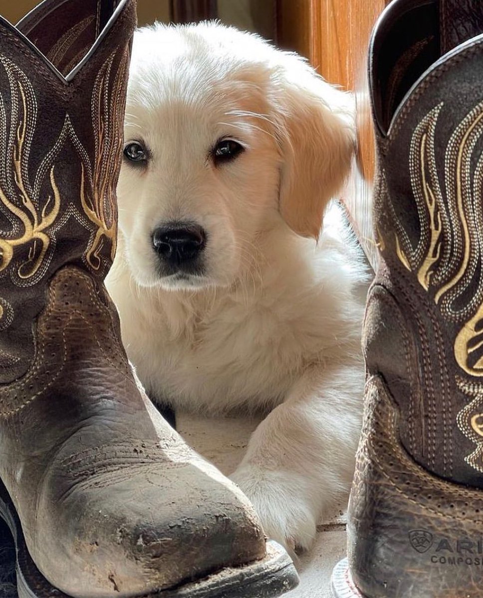 Ariat's tweet image. After long hours on the job, we're grateful to come home to these faces. #AriatWork