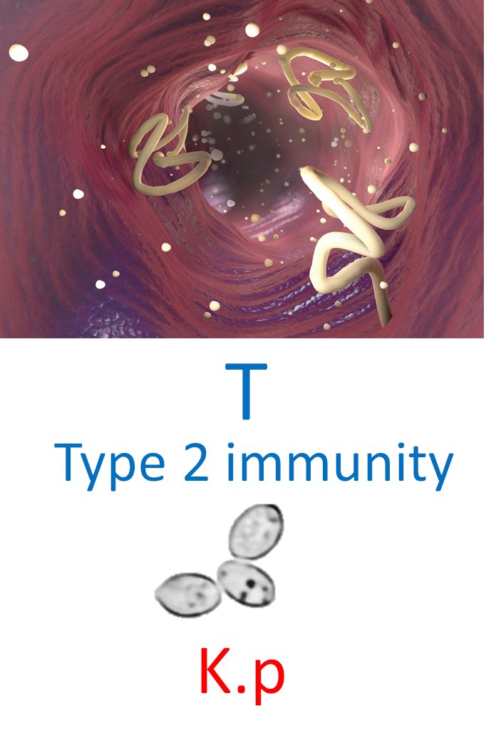 Helpful notes:
1) If you are a mouse and haven’t got your K.p yet, make sure to get some (<a href="/IlievLab/">Iliev Lab</a> can help)- it can protect you against parasitic worms! #evolutionbenefit of #commensalism
2) Food #allergy in mice- If any, K.p makes symptoms worst via Type 2 immune-mediated mech