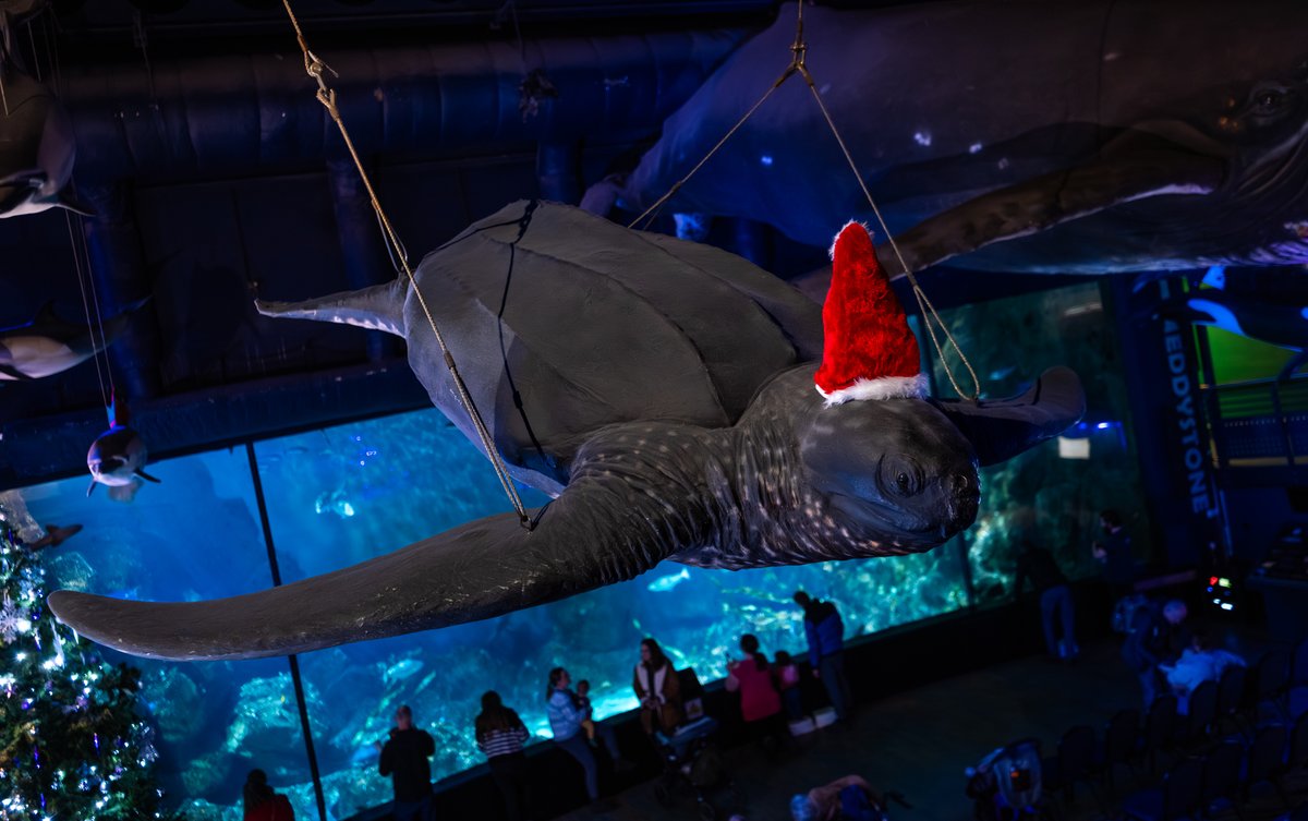 There's only one thing better than big whales. It's big whales wearing tiny Christmas hats! 🐋

(Unfortunately, the hat shop didn't have any XXL whale-sized Christmas hats)