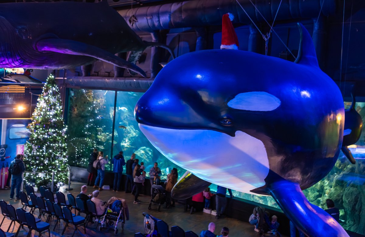 NMAPlymouth's tweet photo. There's only one thing better than big whales. It's big whales wearing tiny Christmas hats! 🐋

(Unfortunately, the hat shop didn't have any XXL whale-sized Christmas hats) https://t.co/YHA5fHVxxM
