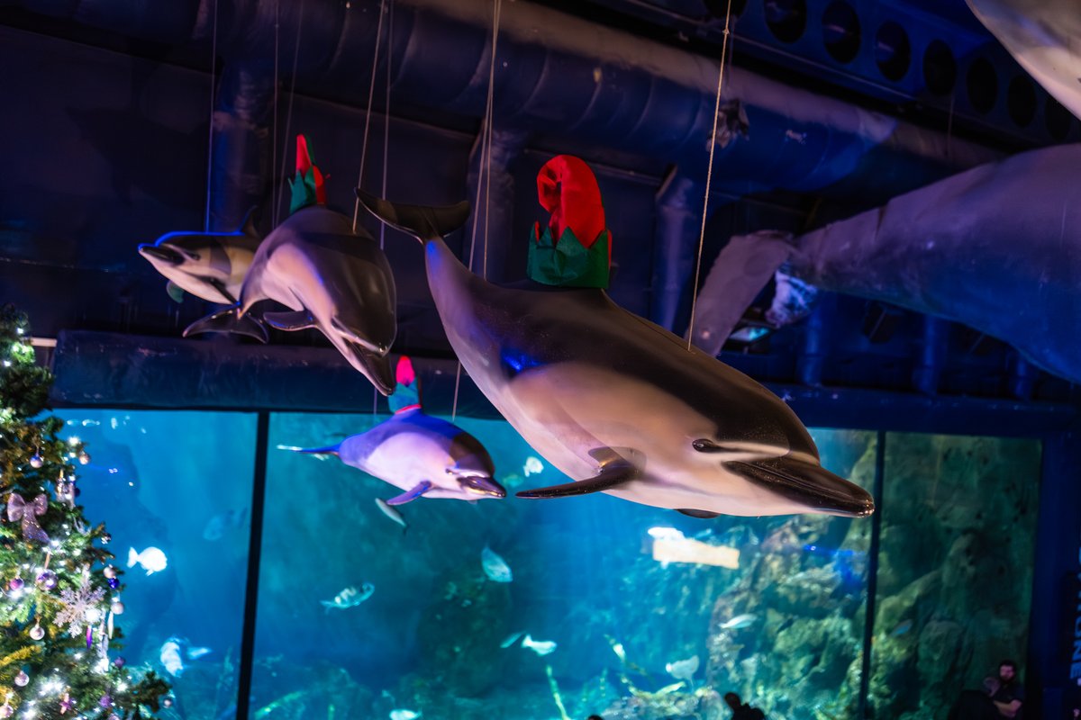 NMAPlymouth's tweet photo. There's only one thing better than big whales. It's big whales wearing tiny Christmas hats! 🐋

(Unfortunately, the hat shop didn't have any XXL whale-sized Christmas hats) https://t.co/YHA5fHVxxM