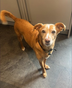 millypod1's tweet photo. 🆘24 NOV 2024 #Lost DIGSY #ScanMe #Tagged
OLDER Ginger PODENCO CROSS Male
Rossett Road #Holt #Wrexham #NorthWales #Wales #LL13
https://t.co/AwfGMtX7tz https://t.co/KO5JV4IWxA