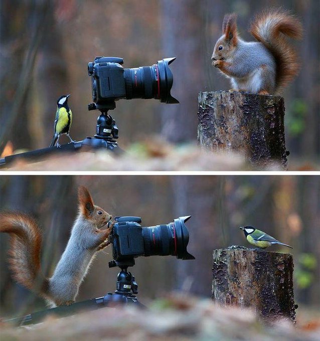 Animals interrupting wildlife photographers, a wholesome thread. 🧵   

1. Vadim Trunov captured this beautiful moment of a squirrel and a bird playing with a camera.