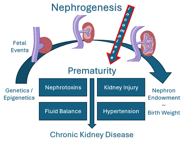 European Society for Paediatric Research (ESPR) (@espr_esn) on Twitter photo 🚨We're launching a new Special Interest Group (SIG) on the Neonatal Kidney under the Clinical Pharmacology section🌟This underexplored area touches clinical pharmacology, hemodynamics, nutrition & more. Kickoff planned this year. Interested? Email allegaertkarel@hotmail.com! 🚨We're launching a new Special Interest Group (SIG) on the Neonatal Kidney under the Clinical Pharmacology section🌟This underexplored area touches clinical pharmacology, hemodynamics, nutrition & more. Kickoff planned this year. Interested? Email allegaertkarel@hotmail.com!
