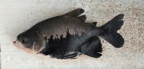 🚨 New Pre-print! 🚨

📄 Deep Learning Approach for Genetic Selection of Stress Response in the Amazon Fish Colossoma macropomum (papers.ssrn.com/sol3/papers.cf…)

This study looks into natural/stress-induced skin color variation in tambaqui, analyzing mechanisms behind countershading🧶