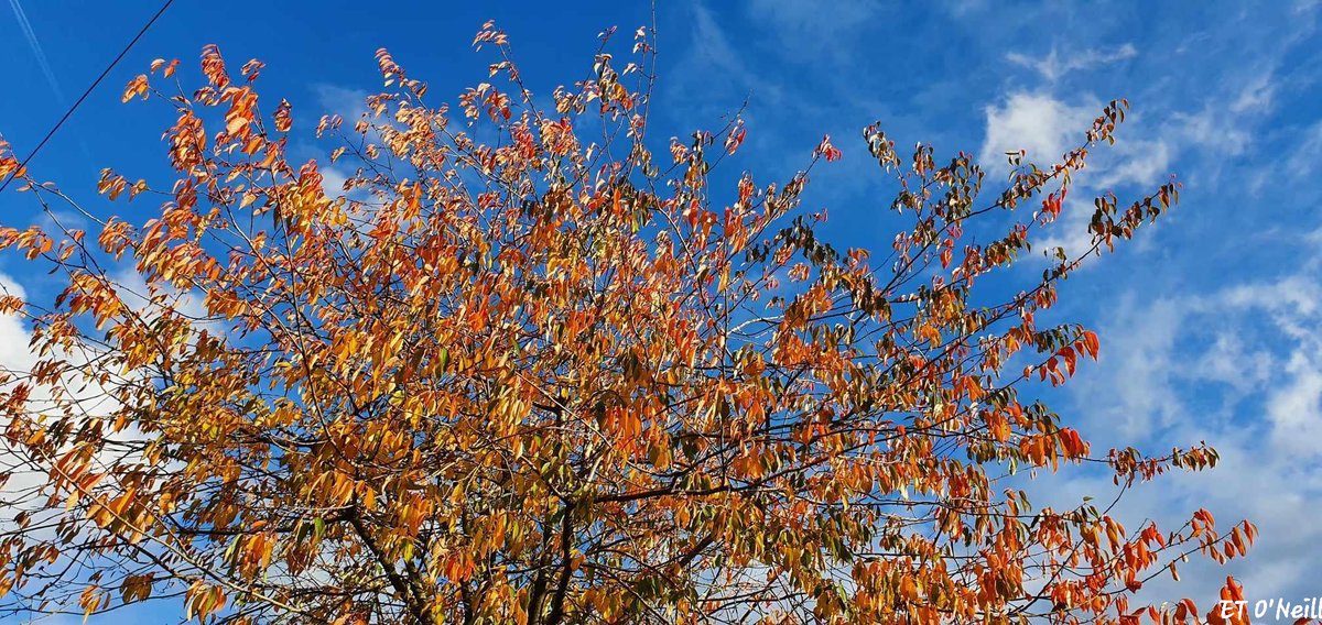 Loss..

Tree of seasons almost unclothed
Limbs holding partial leafy tatters
Branches once hidden by greenery
The joy of seeing spring's newness
Energies and enthusiasm restored
Lamenting the loss of nature's gifts
Whilst awaiting hope's new growth
#MypoetryEileen2024