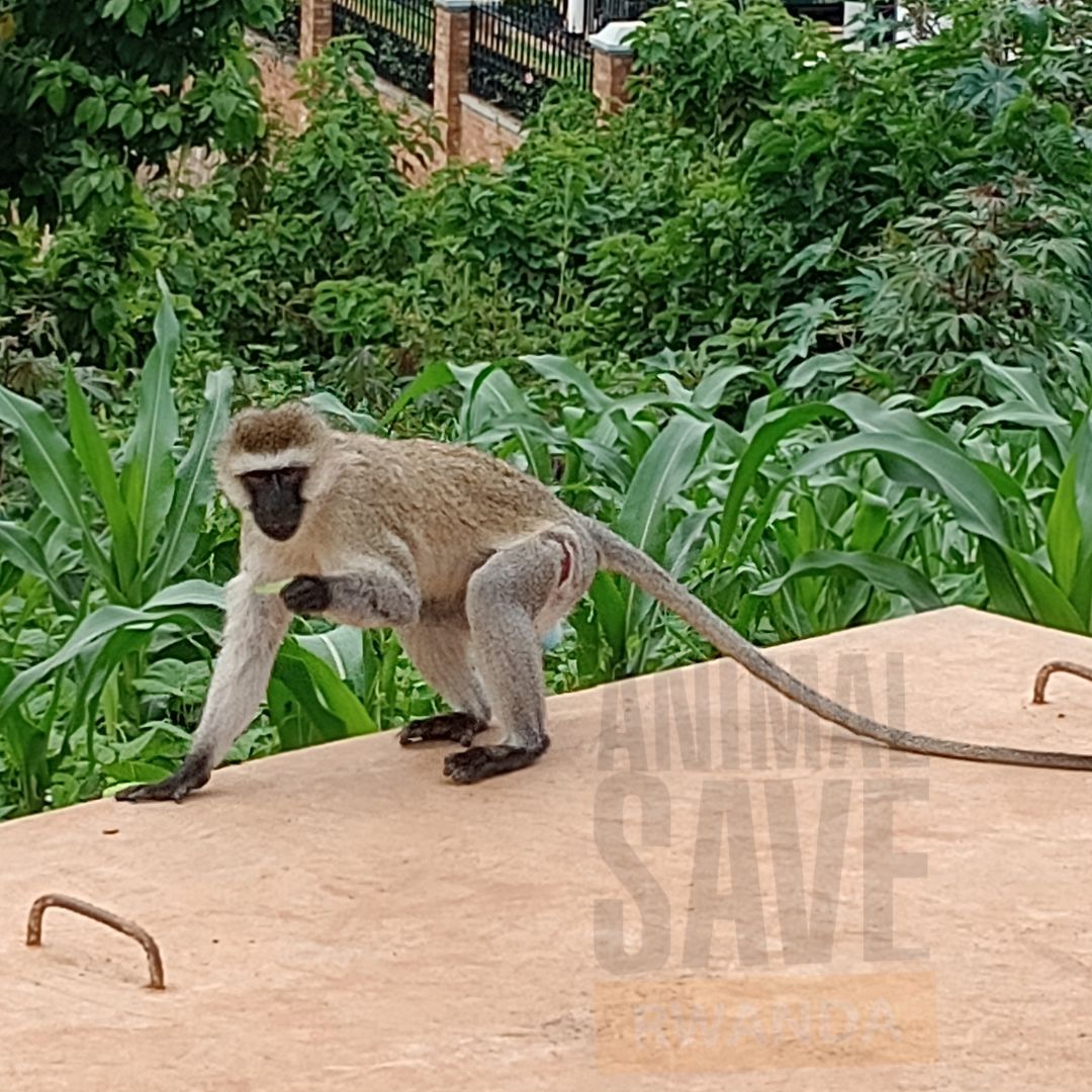animalsaverwa's tweet photo. #WildlifeConservation #ProtectAllAnimals #Rebero #AnimalRights #SaveTheMonkeys https://t.co/zWtO85Vo6B