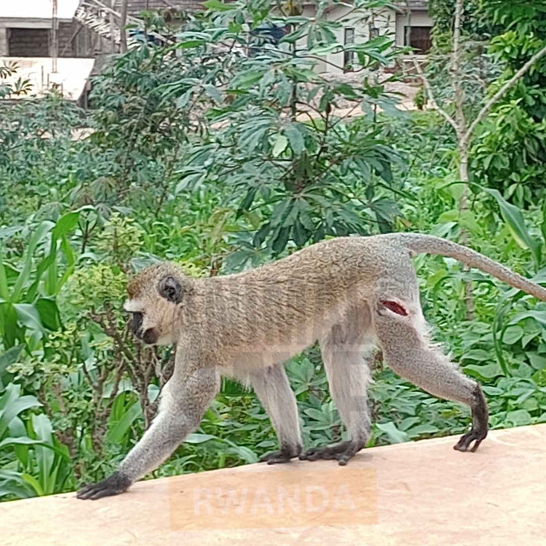 animalsaverwa's tweet photo. #WildlifeConservation #ProtectAllAnimals #Rebero #AnimalRights #SaveTheMonkeys https://t.co/zWtO85Vo6B