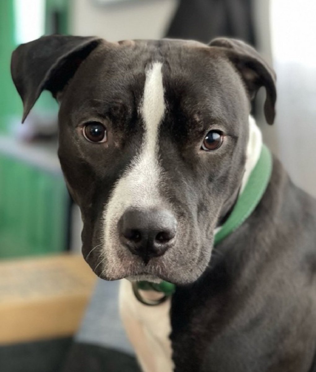 TAV4ACCMedicals's tweet photo. Kiva 213269
Relisted TBK 11/30
#NYCACC 
He is only 3 yrs old
Has CIRDC 🚑🚑
Given up for being too active
Lived w/2 kids &amp; a cat
Please help Kiva find a good home!
https://t.co/RgKtteDbYz
#Pledge4Rescue #foster #adopt https://t.co/jTsa3EOKd5