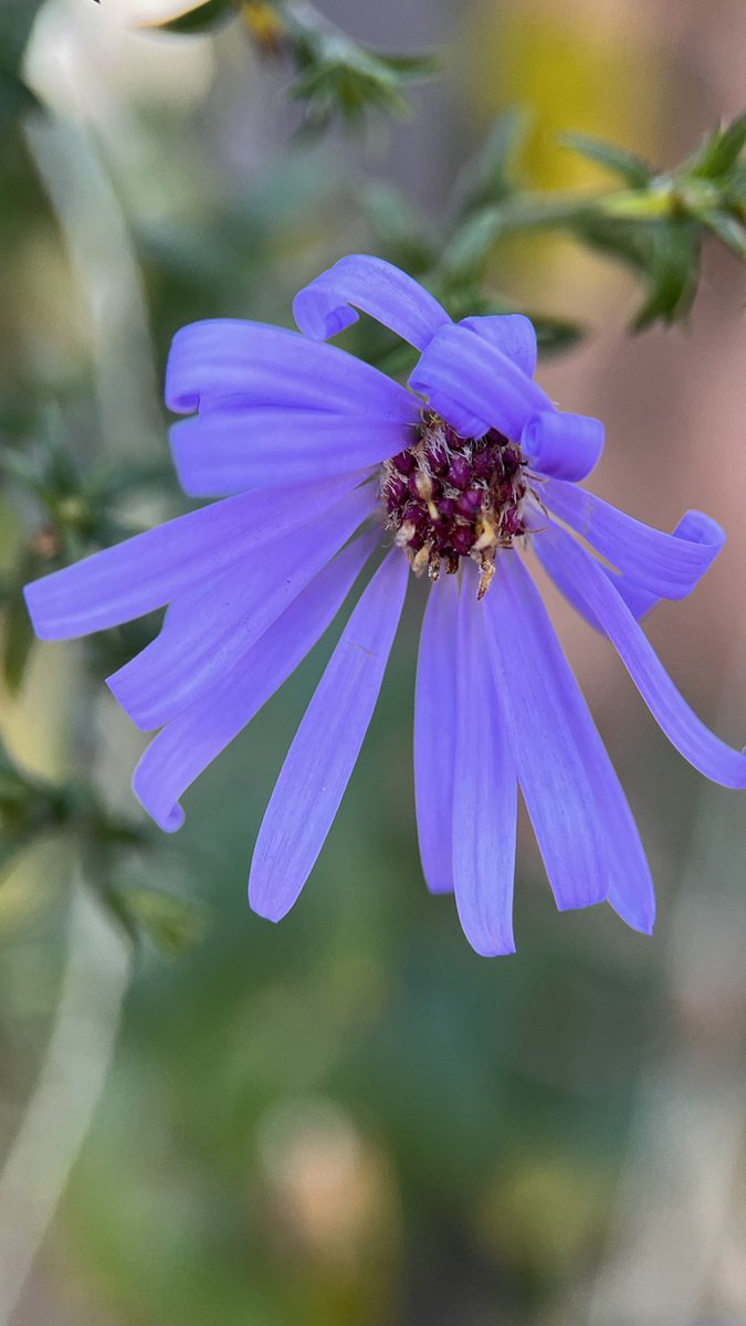 DarrenChen528's tweet image. Photography provides a unique perspective that helps us understand the world. Macro photography, in particular, offers a deeper view, allowing us to explore the tiny objects in our environment! 📸 #NaturePhotography #AutumnFlowers #MacroNature #NaturePhotographyLovers