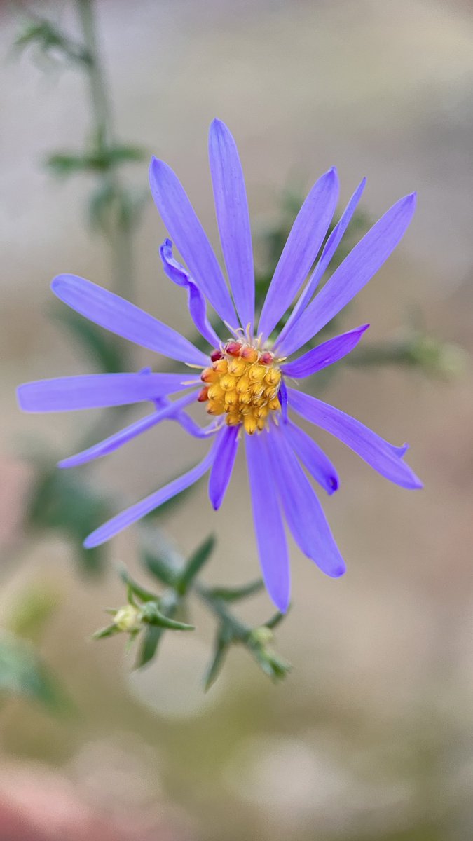 DarrenChen528's tweet image. Photography provides a unique perspective that helps us understand the world. Macro photography, in particular, offers a deeper view, allowing us to explore the tiny objects in our environment! 📸 #NaturePhotography #AutumnFlowers #MacroNature #NaturePhotographyLovers
