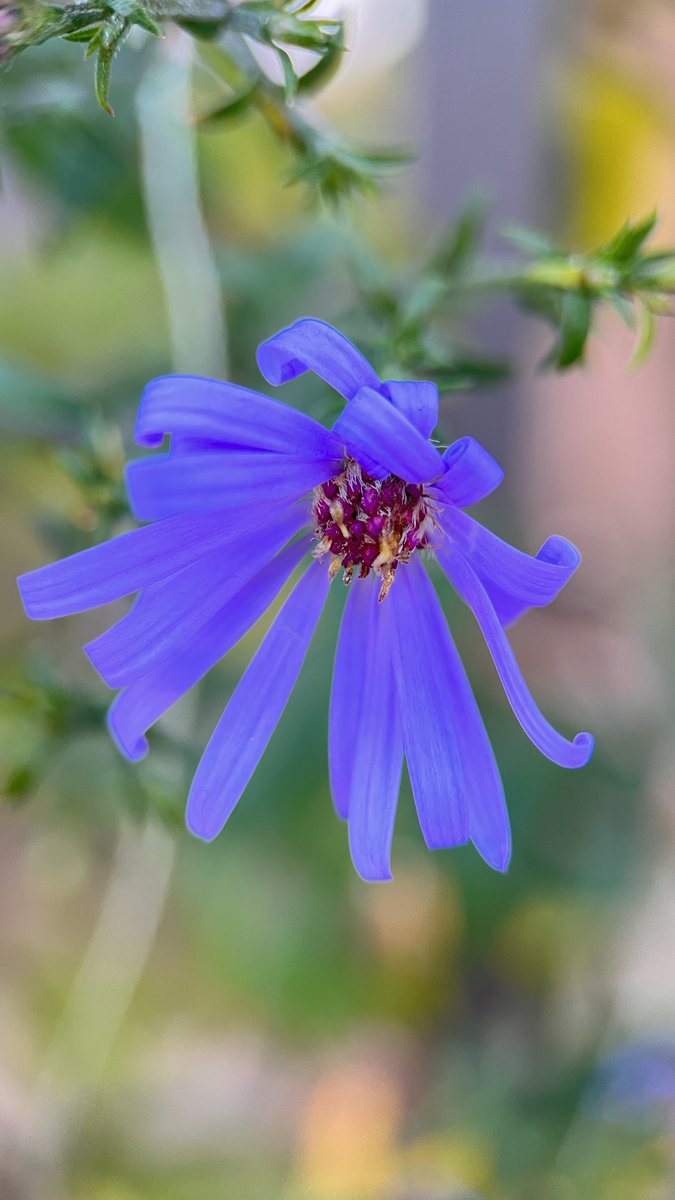 DarrenChen528's tweet image. Photography provides a unique perspective that helps us understand the world. Macro photography, in particular, offers a deeper view, allowing us to explore the tiny objects in our environment! 📸 #NaturePhotography #AutumnFlowers #MacroNature #NaturePhotographyLovers