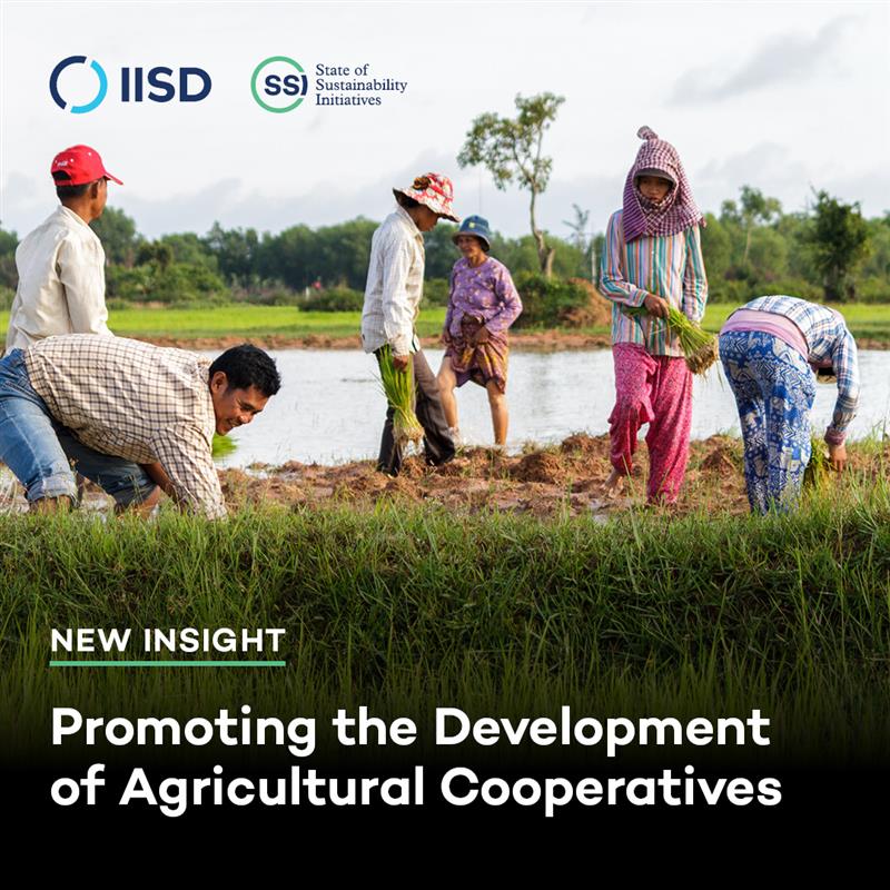 🌱 Agricultural co-ops boost small-scale farmers’ productivity, market access, and climate resilience.

Discover how Global South governments can support co-ops via better policies, infrastructure, and initiatives in our new paper.

Read our new brief now: iisd.org/ssi/publicatio…
