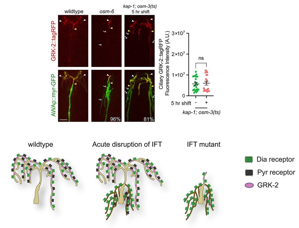 PLOS Biology (@plosbiology) on Twitter photo How do #IFT & cilium structure impact #SensoryNeuron responses? <a href="/alison_marie1/">Alison Philbrook</a> <a href="/SenguptaLab/">Piali Sengupta</a> &co reveal complex contributions of IFT & #cilium structure to #Celegans chemosensory neuron responses & modulation of olfactory behavior #PLOSBiology plos.io/4eMYz1f How do #IFT & cilium structure impact #SensoryNeuron responses? <a href="/alison_marie1/">Alison Philbrook</a> <a href="/SenguptaLab/">Piali Sengupta</a> &co reveal complex contributions of IFT & #cilium structure to #Celegans chemosensory neuron responses & modulation of olfactory behavior #PLOSBiology plos.io/4eMYz1f