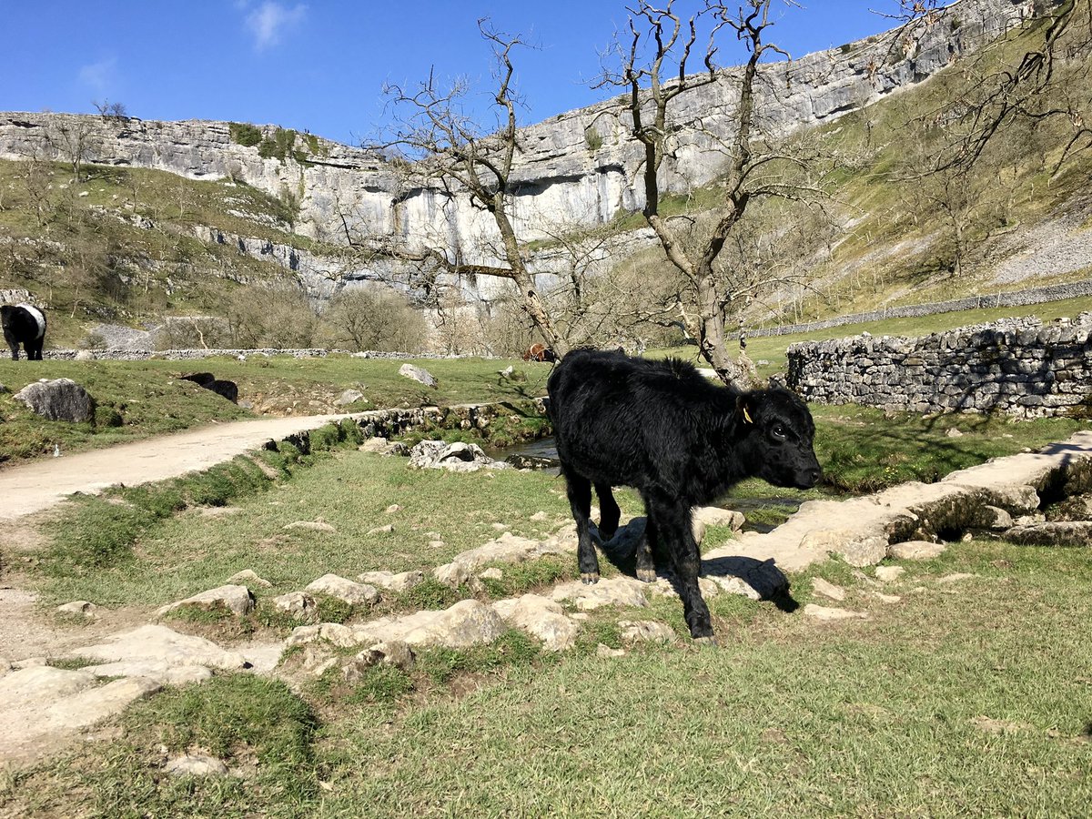 traveltipsx's tweet photo. Explore Malham Cove: A Yorkshire Wonder 🌿🏞️

Malham Cove, located in the stunning Yorkshire Dales, is a natural limestone amphitheater shaped by an ancient waterfall over 12,000 years ago. 

Here’s why it deserves a spot on your travel list:

Limestone Pavement: The unique rock formations at the top are a photographer’s dream and featured in Harry Potter and the Deathly Hallows.

Breathtaking Views: Climb to the top for sweeping vistas of the Dales.

Wildlife & Nature: Spot peregrine falcons and rare wildflowers while soaking in the tranquility.

Nearby Gems: Extend your visit to see Gordale Scar, a dramatic ravine, and Janet’s Foss, a magical woodland waterfall.

Travel Tips: Arrive early, wear sturdy shoes (the rocks can be slippery!), and pack a picnic to enjoy the serene surroundings. Malham Cove is an unforgettable adventure for hikers, photographers, and nature lovers alike!

Have you visited? Share your favorite memory below! 🌟

#MalhamCove #YorkshireDales #HikingAdventures #NatureLovers #TravelTips #harrypotter