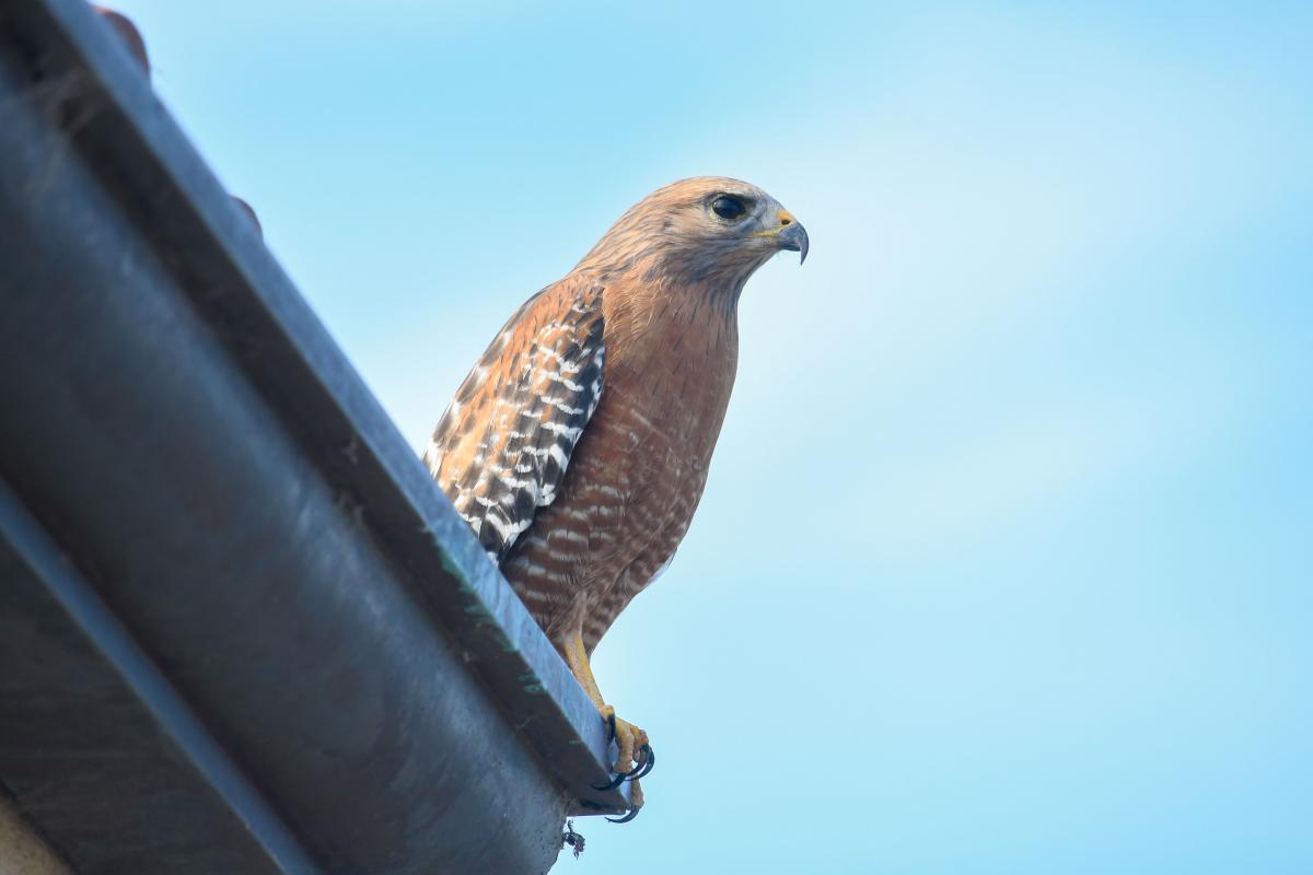 KITP's Munger Physics Residence is situated within a compact hub that provides habitat to wildlife, protects native plant populations, and showcases some of this region’s abundant biodiversity.

kitp.ucsb.edu/news/nature-at…

#ucsb