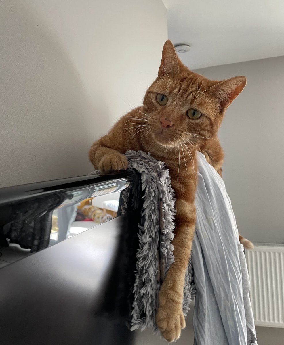 FurFamilyCats's tweet photo. Humans been reading about #OrangeCatSyndrome 

She says that’s me! 🤭

She’s had 2 ginger cats in her life.  Ginger, when she was a child, and Bumble, who passed away in January.  Both were calm, placid cats. 

They didn’t have orange cat syndrome - but I do! 

Love Edward 😺 https://t.co/JyAKsURM18