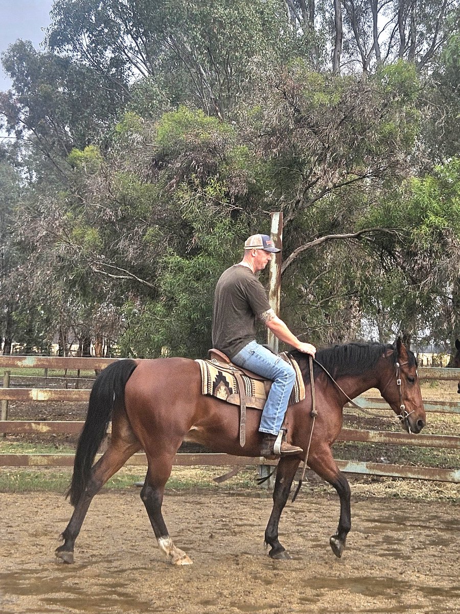 ElleTennant's tweet photo. 🐴 Kid - unraced stb 6yr old gelding - nailing ridden life with confidence now!!

There has been huge progress made with Kid and his confidence with above the eye improving. We now focus on exposure (his owner wishes to use him out on the trails) and balance. @TheTrotsComAu https://t.co/YaClWcje1c