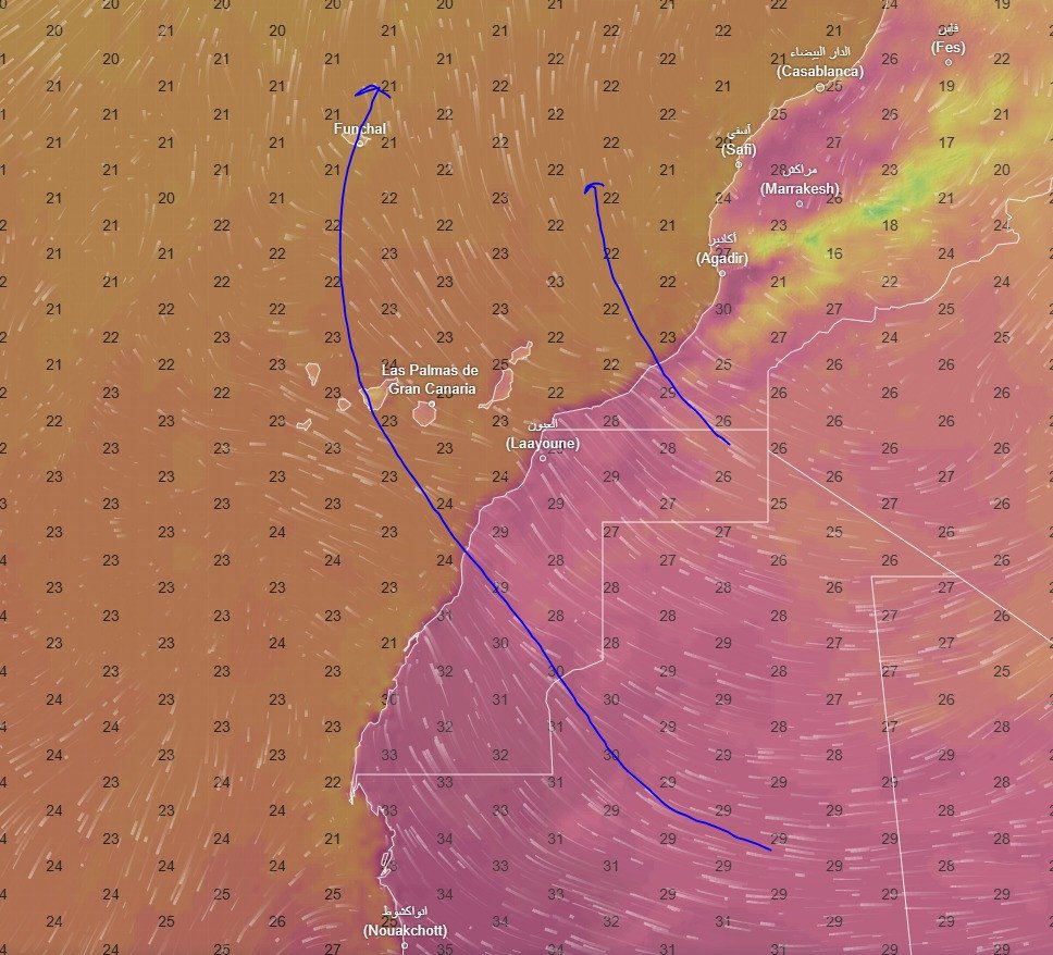 Migrant Lepidoptera tweet media