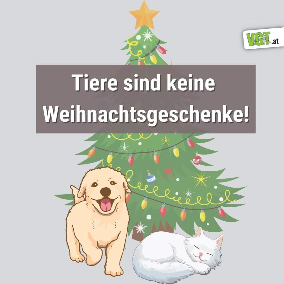 vgt_at's tweet photo. ⭕️ BITTE KEINE TIERE UNTERM WEIHNACHTSBAUM! 🌲 Jedes Jahr aufs Neue müssen Tierschutzvereine und Tierheime mit einer mehr oder weniger großen Flut an neuen Vergabetieren in der Zeit nach Weihnachten rechnen. Der Grund? Hunde, Katzen und andere Tiere werden unüberlegt als Geschenke angeschafft und in den Wochen und Monaten danach in Tierheimen abgegeben. !B