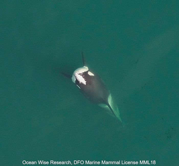 Ha vuelto la moda de los 80

Las orcas del Pacífico Norte han vuelto a ser avistadas en el estrecho de Puget llevando salmones en la cabeza, como hicieron durante los años 1987 y 1988.
No se sabe si es simplemente una moda o tiene alguna función.

(blog) livescience.com/animals/orcas/…