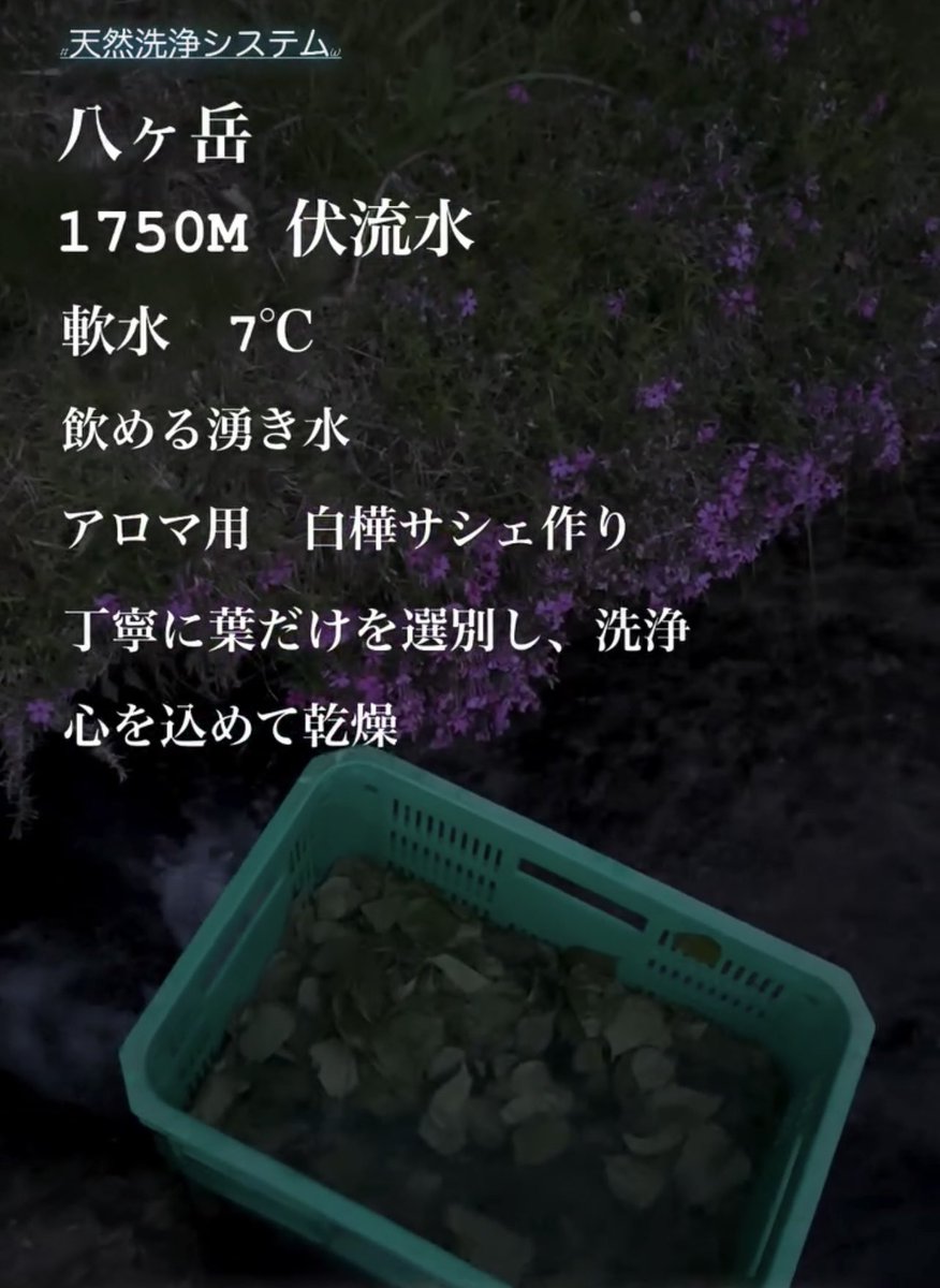 SAUNATEN's tweet photo. アルテミスの薬草店　コラボ　

数量限定 Nordic Blend ！！ （北欧ブレンドI）
北欧の森に包まれる自分の真ん中に戻る香り

ウィスクやサシェを作る際も白樺の葉をよく洗浄することは、とても大切だと感じています。
よく洗い流したウィスクは、乾燥後の品質にも影響します。
ラブさんのおっしゃるとおり、自然にはいろいろなモノ、害虫や花粉、汚染等とても注意が必要です。
白樺ヴィヒタでも、ウィスクによってはアレルギーがなかった例も！！
当店は、しっかりと葉の一枚一枚を洗浄、とても丁寧な乾燥、品質管理を心がけています。

Dead stock！
お宝出します🌿🌿
これがラストです🌿
めっちゃ貴重品になるかも😎🤞

フォロー＆リツイートで、プレゼント🎁
Xとインスタで一名様ずつ🫶🌿