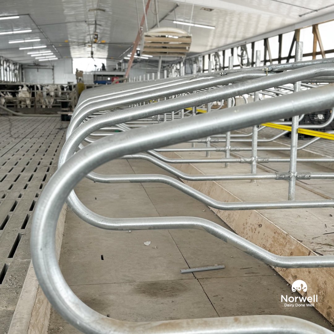 Look at how happy this cow is about the progress at Brandwood Farms!  
This customer is adding a @delaval_corporate V310 and after starting up updating his existing VMS classic to a V310!  The extension looks fabulous with beautiful stabling and tile work at the feed alley!
We