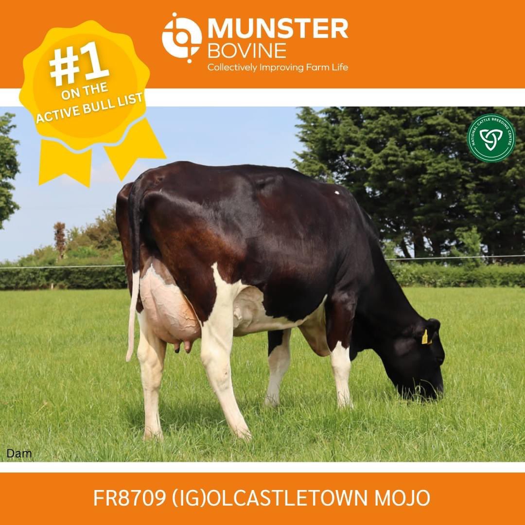 Olcastletown Herd🐄 tweet media