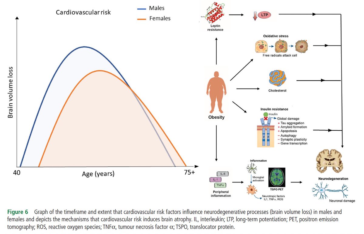 Eric Topol (@erictopol) on Twitter photo 2 new studies on brain aging with sex-specific findings
—Angiogenesis factors
science.org/doi/10.1126/sc…
—Loss of gray matter
press.psprings.co.uk/jnnp/november/… 2 new studies on brain aging with sex-specific findings
—Angiogenesis factors
science.org/doi/10.1126/sc…
—Loss of gray matter
press.psprings.co.uk/jnnp/november/…
