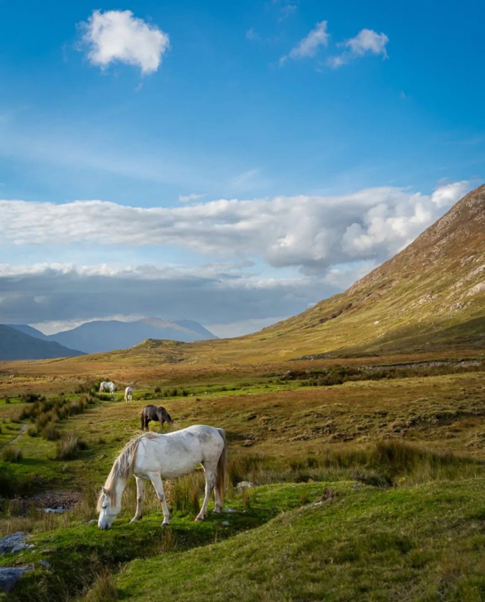 galwaytourism's tweet photo. This is Connemara, Co. Galway 🐴🌤️

#LoveGalway #WildAtlanticWay 
📸 ig/wolfbaneviking https://t.co/0FQOC2qYhu