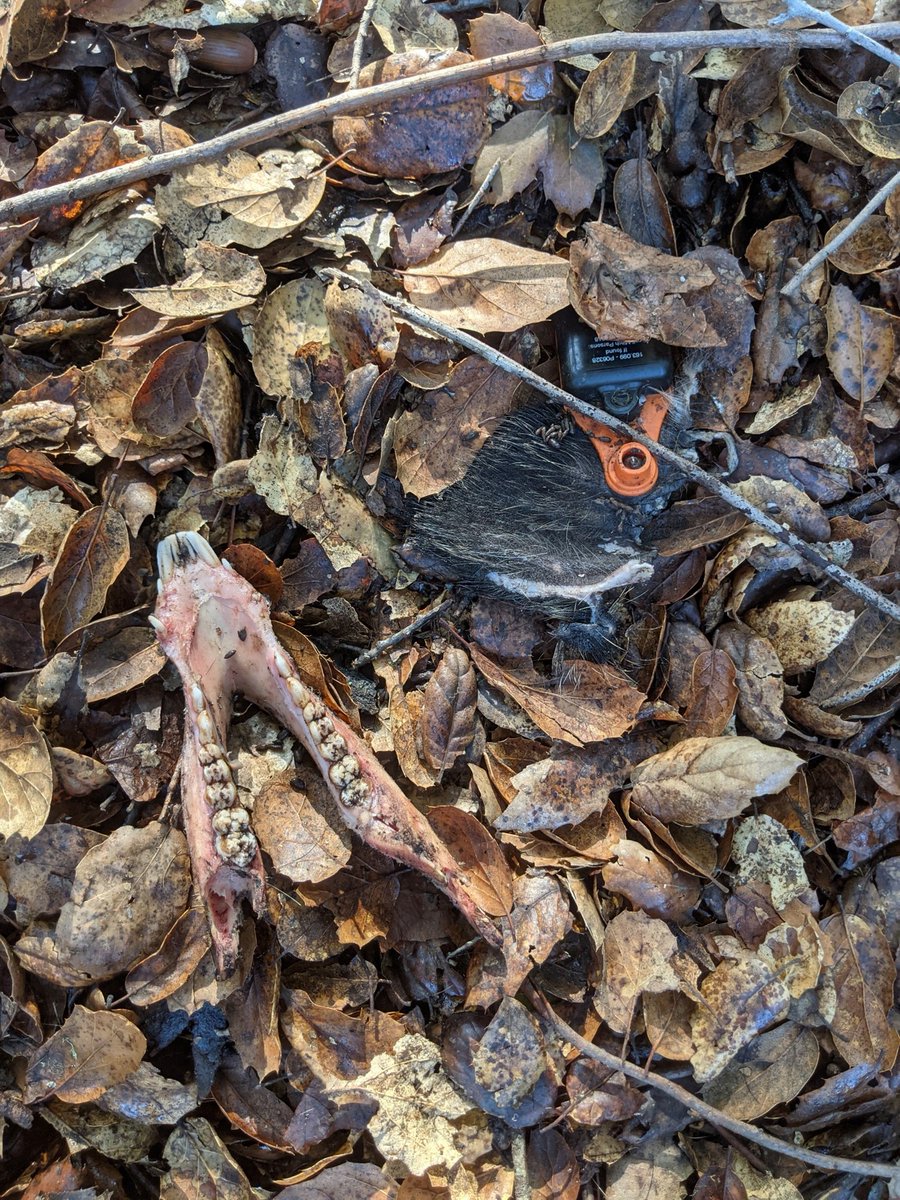 Mitchell Parsons tweet media