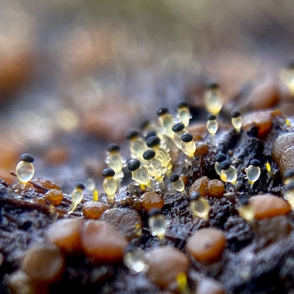 Pilobolus crystallinus - Dung Cannon. #WeeWednesday #DungFungi