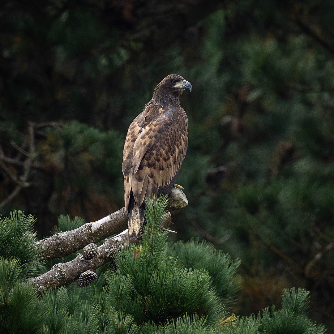 Following the early success of the #WhiteTailedEagle project based on the Isle of Wight we are exploring the idea of additional small scale releases at <a href="/ExmoorNP/">Exmoor National Park</a> to boost the establishing population on the south coast. Share your views here bit.ly/4i0VuO9
<a href="/RoyDennisWF/">Roy Dennis Foundation</a>