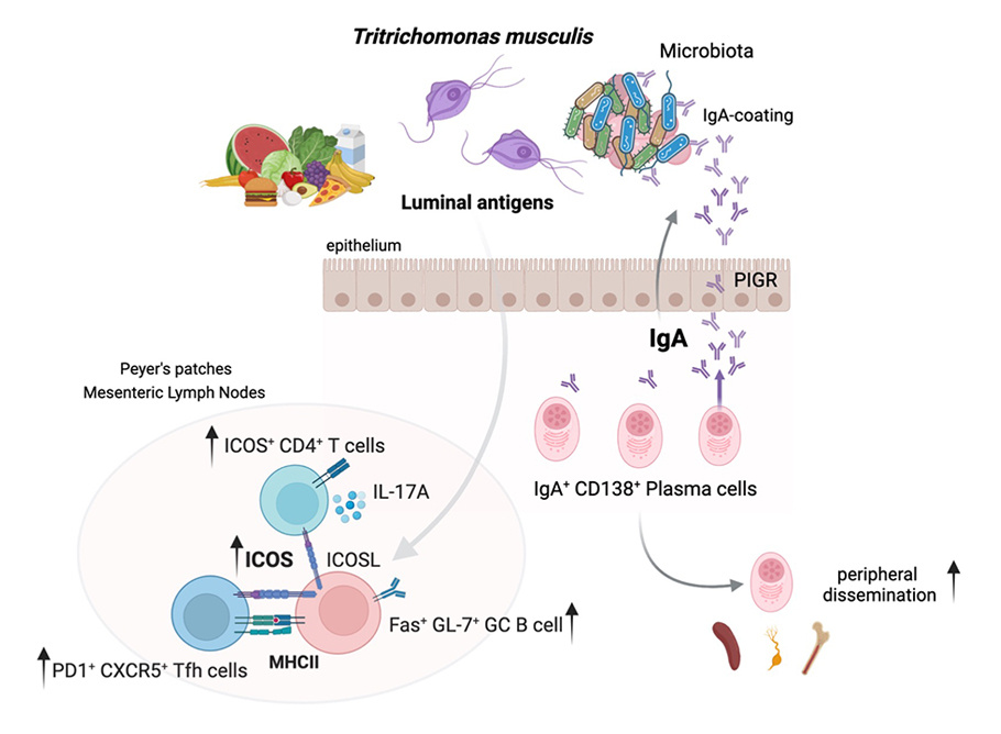 Journal of Experimental Medicine tweet media