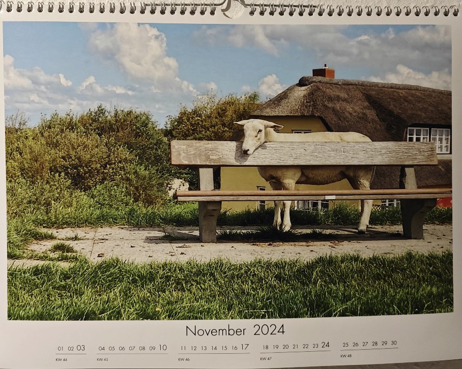fussball_freund's tweet photo. Das November Kalenderblatt der #ScharfenSchafe : Diese Bank ist meine! #Pellworm #Nordsee #Nordfriesland https://t.co/xC0K8Xfq4Y