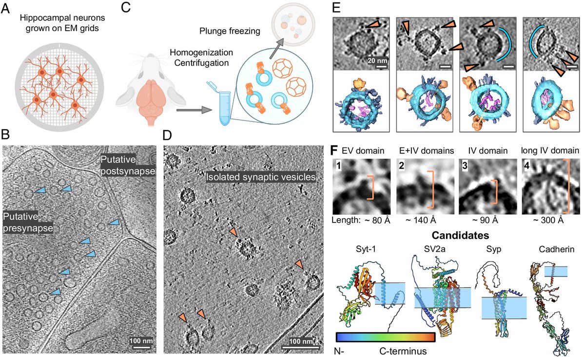 Molecular architecture of synaptic vesicles | PNAS

pnas.org/doi/10.1073/pn…