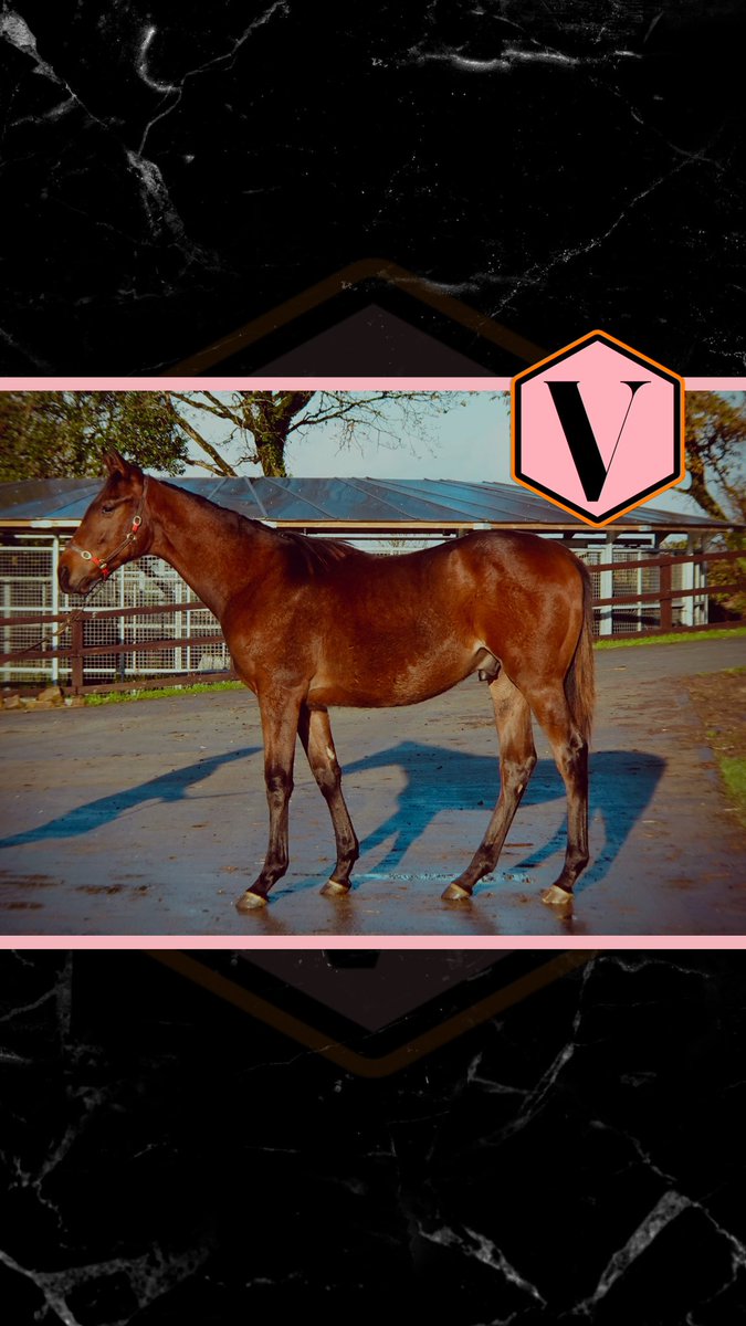 🐎 OCEAN DU LARGE N24. 

▪️Foal from first crop of exciting young stallion MARE AUSTRALIS <a href="/haraslahetraie/">Haras de la Hetraie</a>

▪️Half-Brother to LISTED winner KEL DU LARGE 

▪️Bought privately to race in England 🏴󠁧󠁢󠁥󠁮󠁧󠁿